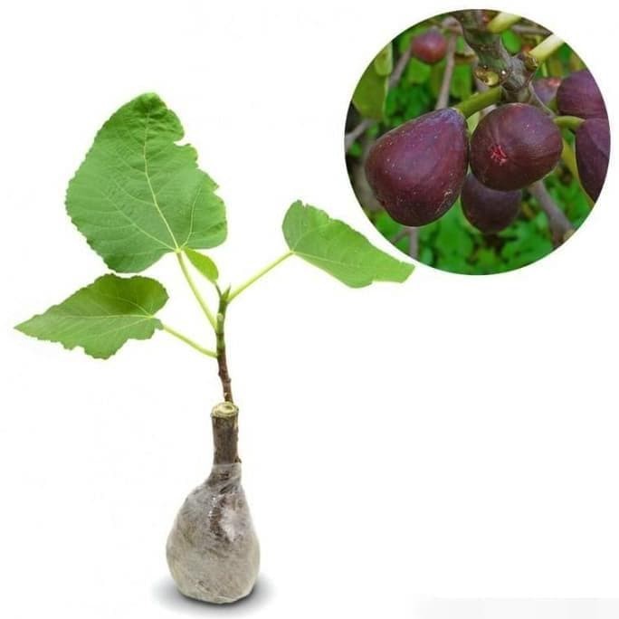 Bibit Tanaman Buah Tin Ara Ungu Purple Yordan (Purple Jordan) Embun Florist - Tanaman Buah Dalam Pot