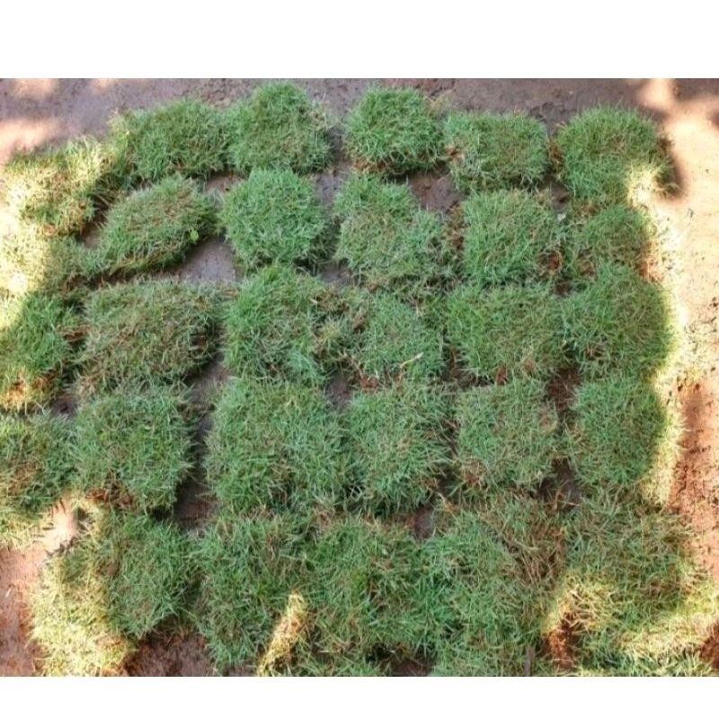 

Murah!! rumput peking/jepang uk 25 lempeng