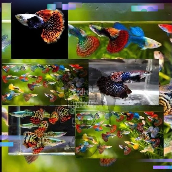 Guppy snake Dragonball paket 10ekor jantan&betina