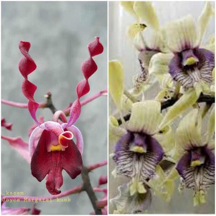 COD Seedling Anggrek Dendrobium Joyce Margaret Kwok x Edfrans Charming