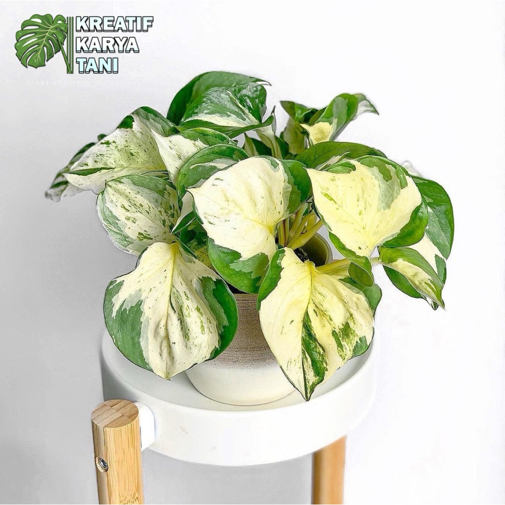 Tanaman hias hidup - Sirih gading manjula - Sirih gading manjula keong - Sirih manjula balon