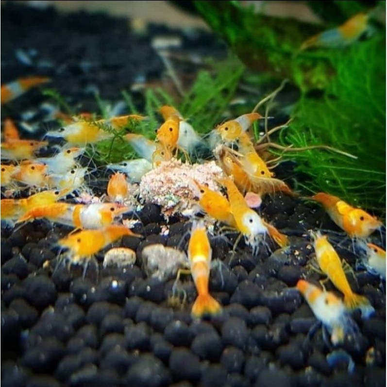 pelet tenggelam pakan udang /lobster dan ikan