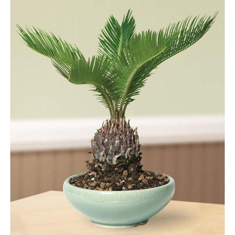 ( BISA COD ) Jenis Pohon Palem Tanaman Hias Pohon Palem Macam2 Tanaman Palem / Palem Sikas - Palm Ko