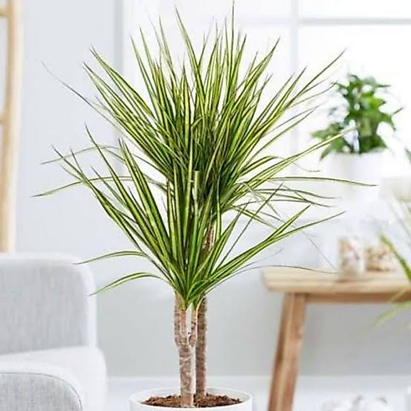 Tanaman Hias Dracena Tricolor Putih - Dracena Marginata