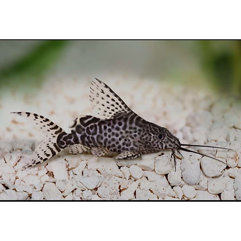 Synodontis ikan pemakan lumut.