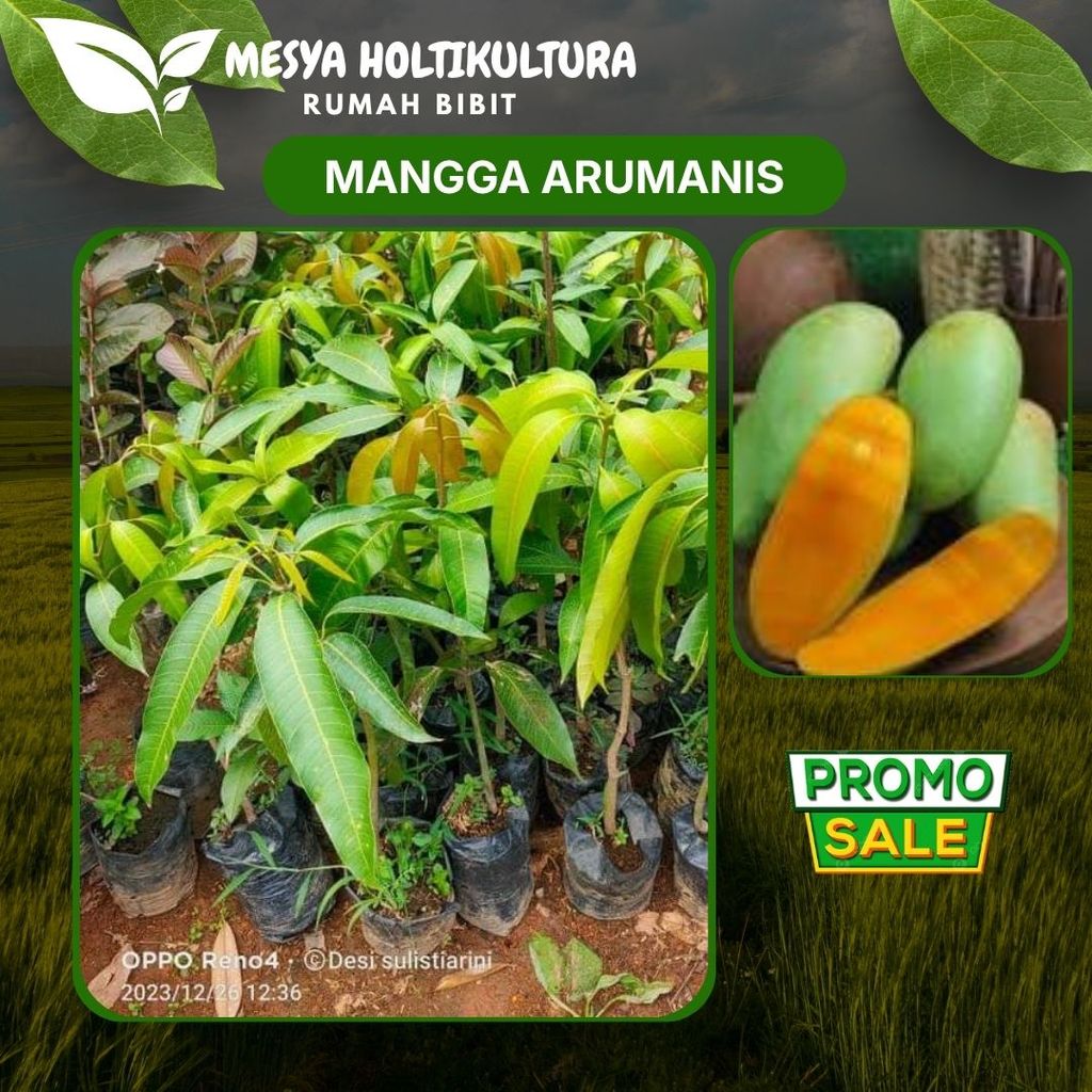 Bibit Mangga Asli Aromanis, Tanaman Buah Cangkok Super Unggul, Tabulampot Desta Holtikultura