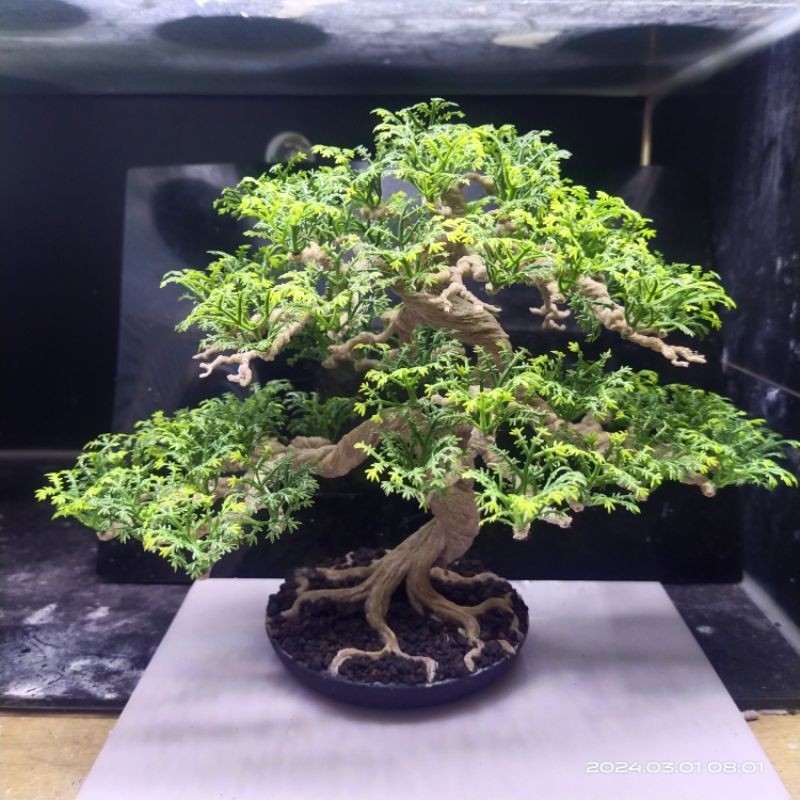 Bonsai Replika Pohon Asem     Berkualitas