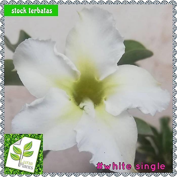 tanaman bunga adenium white single / bibit tanaman hias adenium
