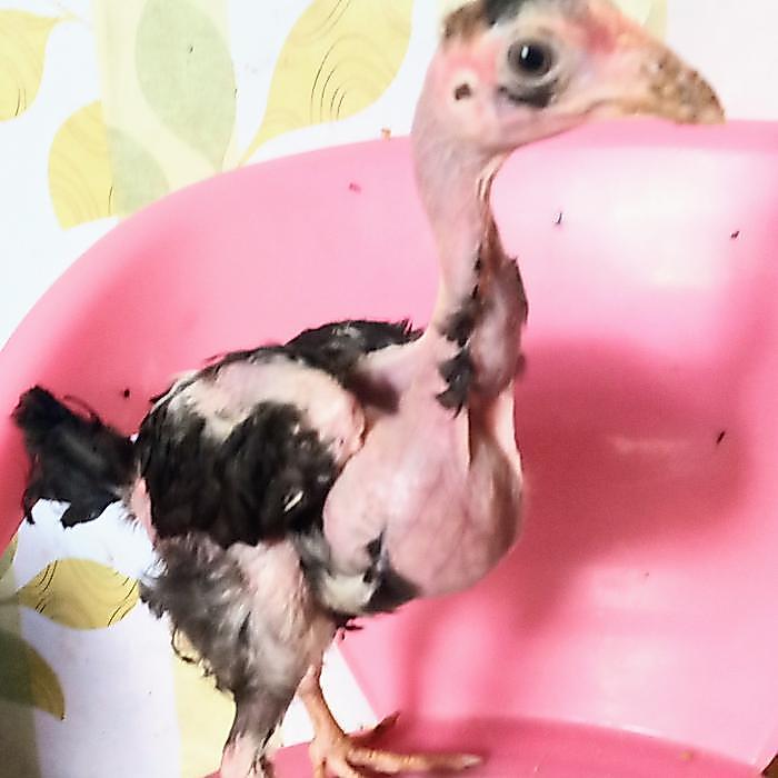 Ready Terlaris Anak Ayam Saigon Muda Usia 3 Bulan/Harga Per Ekor/Kuat Dan Unggul/Dapa Promo Murah