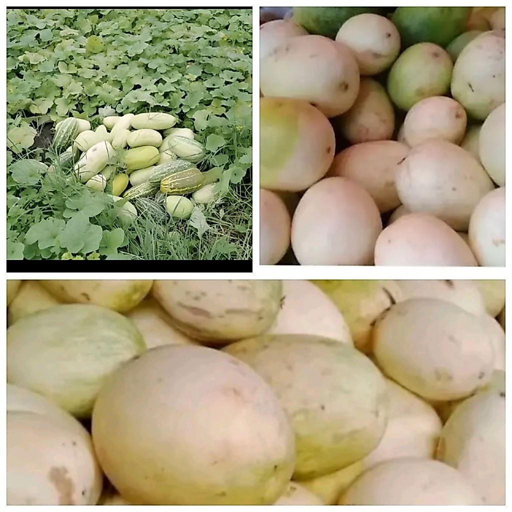 Biji benih timun suri putih
