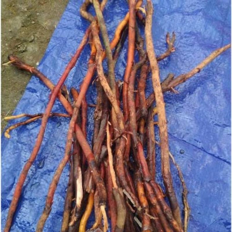 

Akar Pohon Kelapa Segar 100 gram akar pohon kelapa herbal banyak khasiat Herbal Store_28