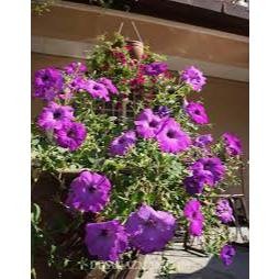 Bunga PETUNIA GANTUNG SUDAH BERBUNGA - Tanaman Hias Bunga Gantung Petunia Berbunga