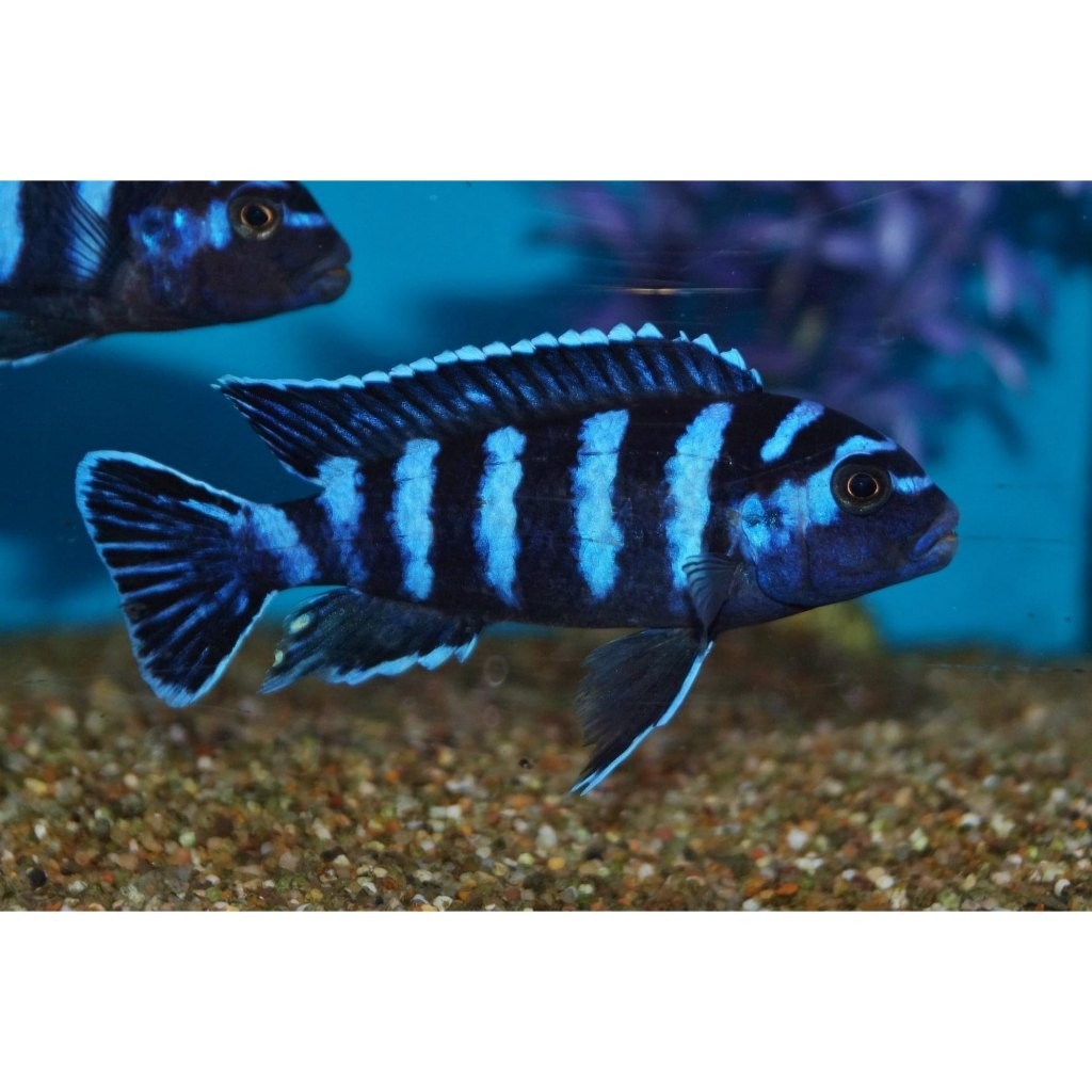 Demasoni Cichlid - Ikan Hias Aquarium Aquascape kecil