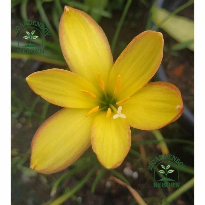 (BISA COD) Tanaman hias rain lily hujan kuning-lily bunga kuning .