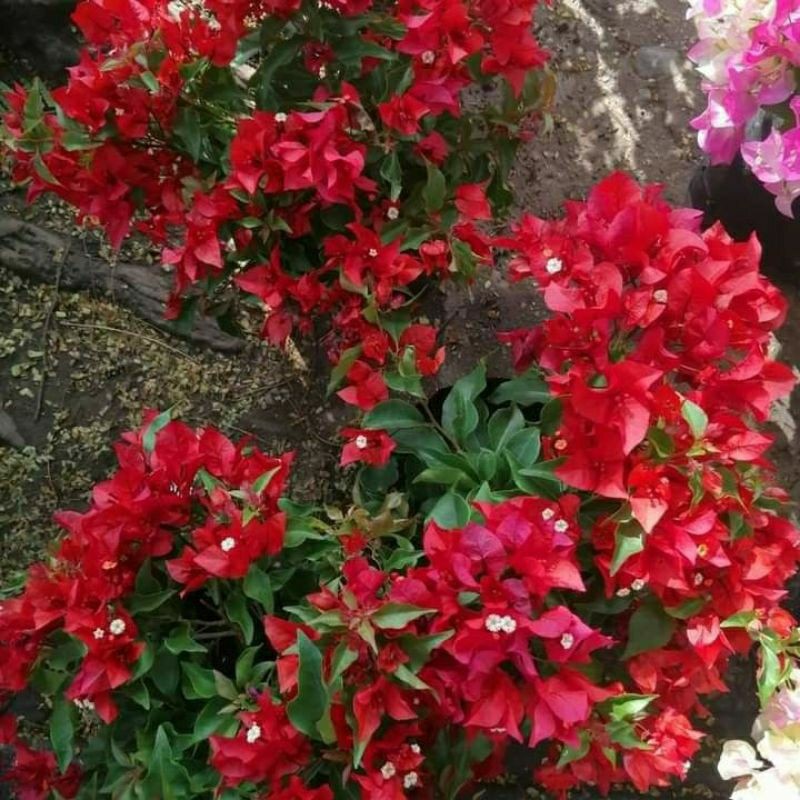 (PROMO) Bougenville merah cabe