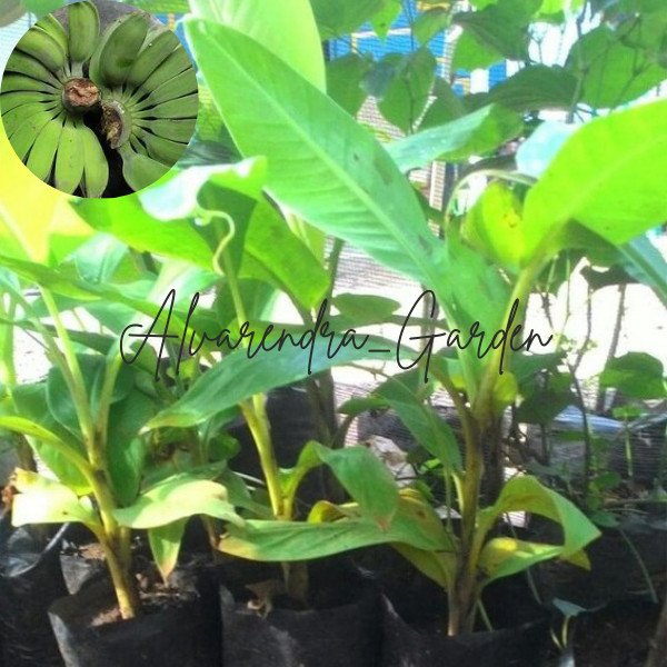 BIBIT PISANG KEPOK PUTIH MURAH bibit pisang kepok hijau culture jaringan