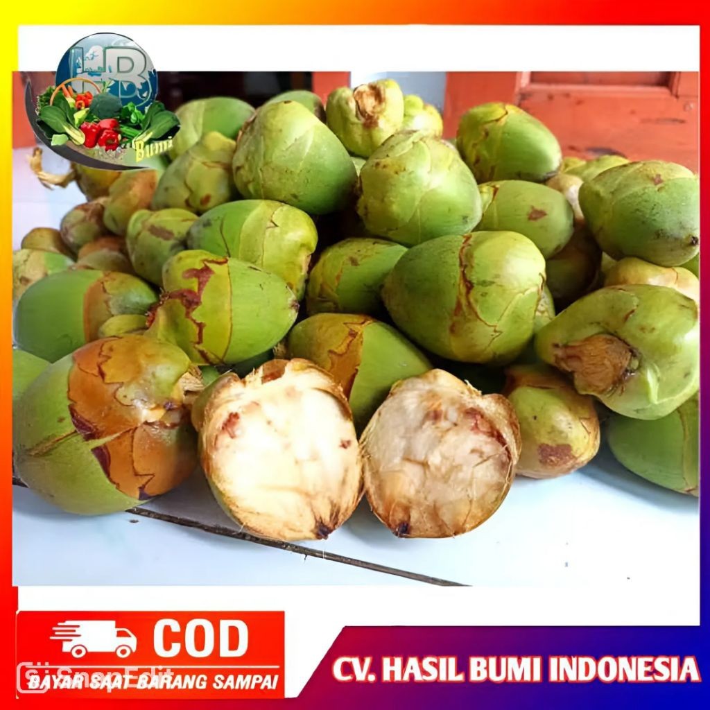 

Tembuluk Buah Kelapa Kecil Isi 10 Beluluk kelapa Pentil Segar Obat Herbal Diabetes Dan Kencing Manis