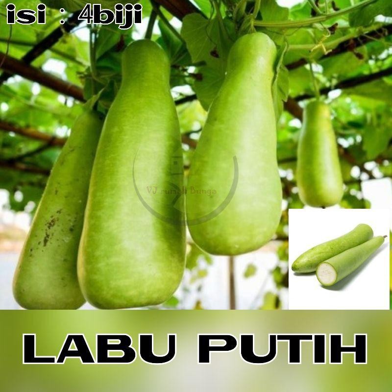 10 Benih labu putih labu air panjang blonceng