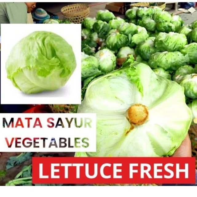 LETTUCE SELADA 1KG FRESH
