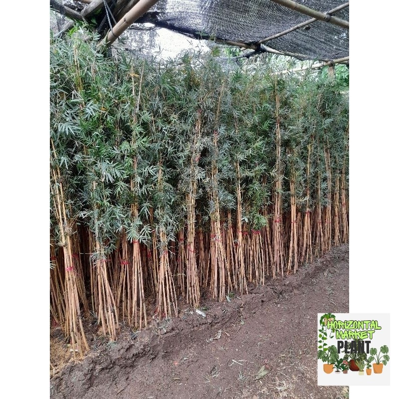 bambu klisik cendani - bambu cendani - Phyllostachys Aurea - bambu kuning mini