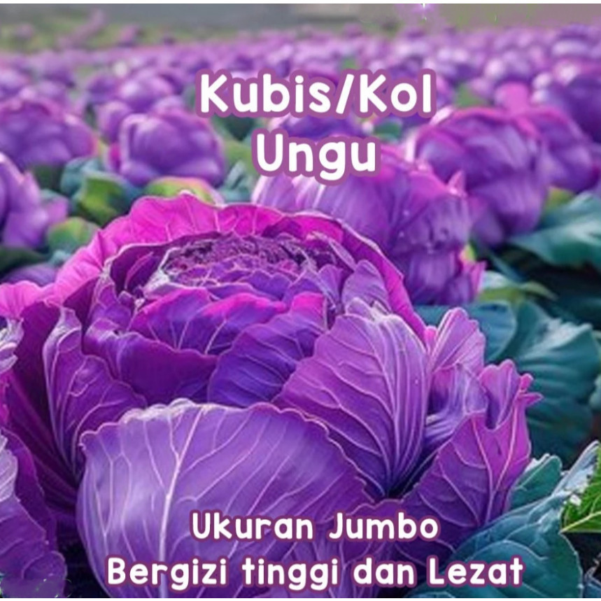 RBP Benih KUBIS UNGU