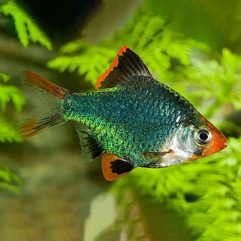Ikan Hias Green Tiger Barb / Ikan Sumatra Tiger Hijau / Ikan Hias Air Tawar / Pemakan Kutu Ikan