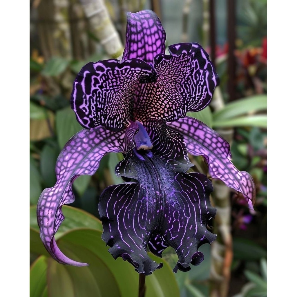 PROMO ANGGREK DENDROBIUM DEWASA  ANGGREK DENDROBIUM JUMBO PURPLE ANGGREK DENDROBIUM DEWASA