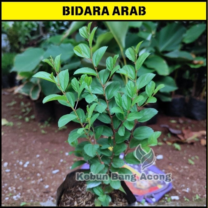 ( GRATIS ONGKIR ) ( BISA COD ) Tanaman Bidara Arab Asli Tinggi 35-45cm Pohon Bidara Arab Rimbun Tana