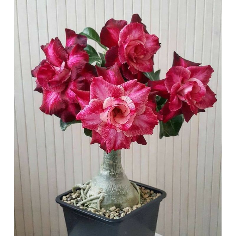 adenium bunga tumpuk/tanaman hias hidup kemboja adenium/bunga hidup-Rumah taman(Kamboja Jepang)