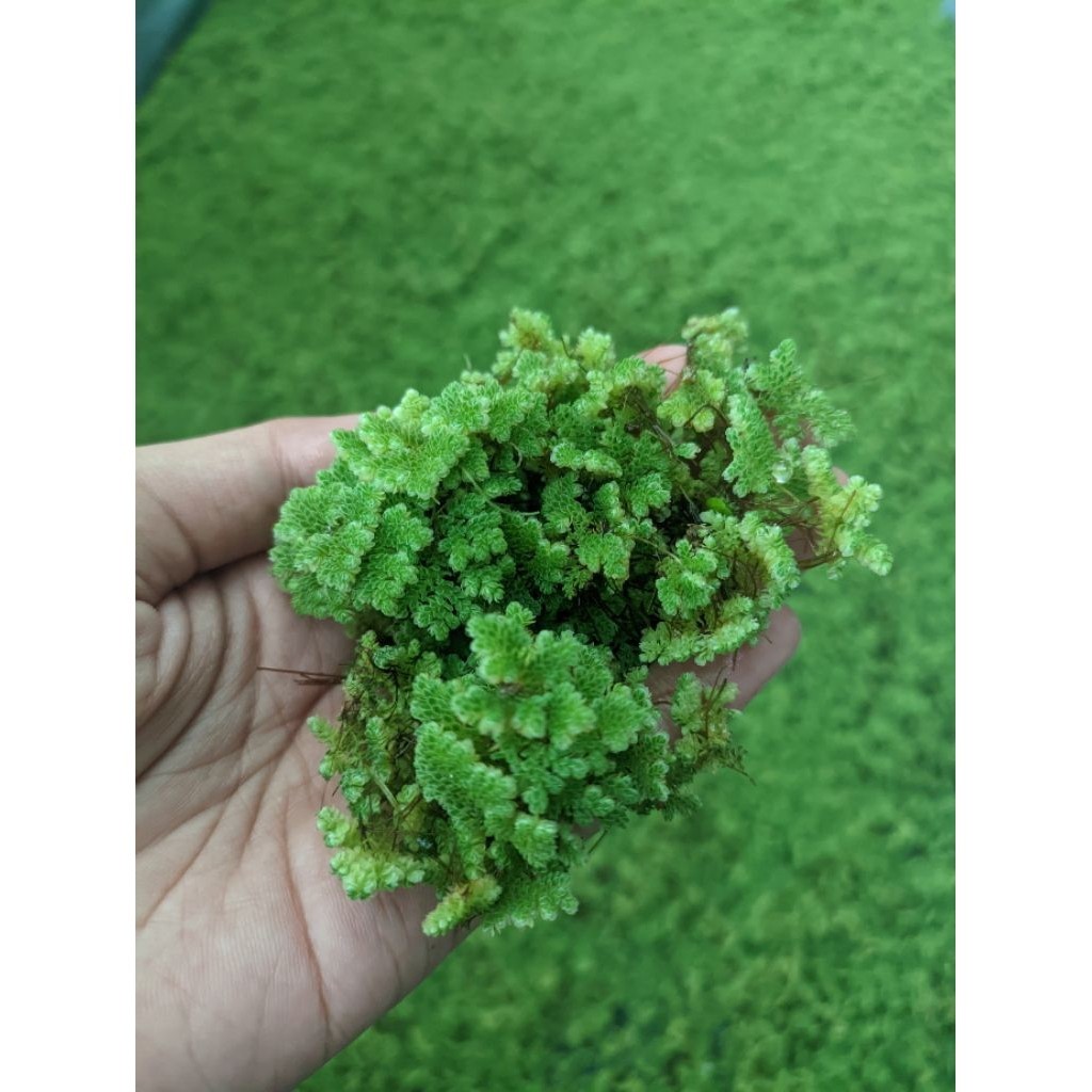 (1KG) AZOLLA PAKAN TERNAK AYAM BEBEK IKAN KAMBING SAPI