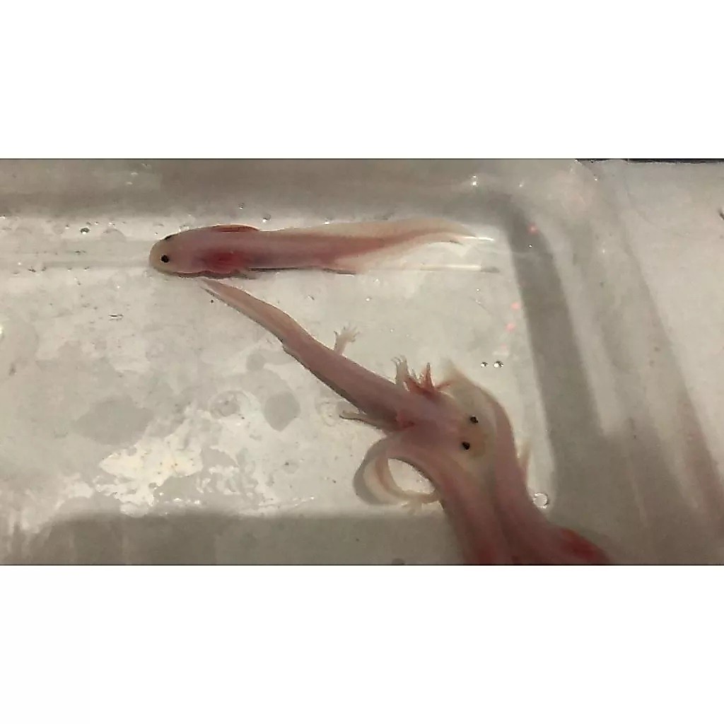AXOLOTL LEUCISTIC 7-9cm SALAMANDER