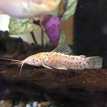 Ready ikan hias langka holpo albino