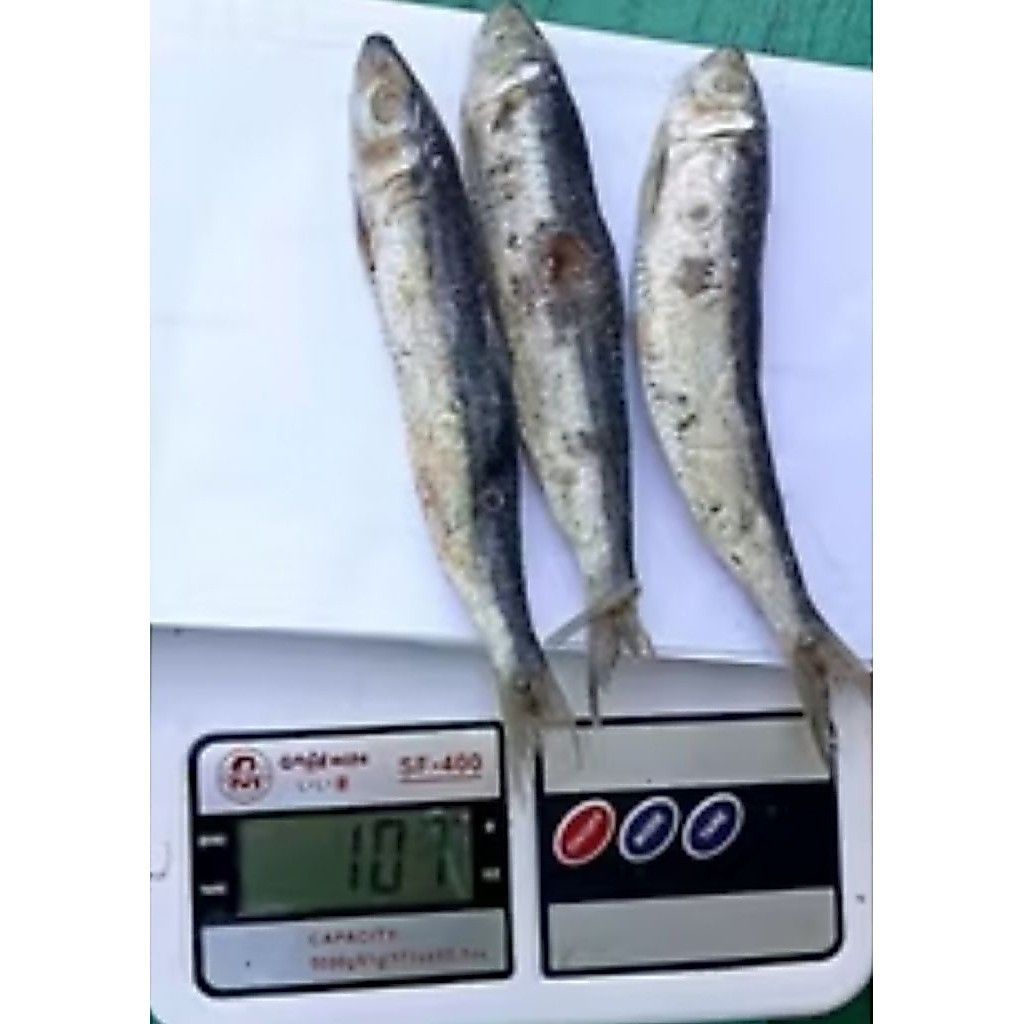 Ikan tamban asin 100gram/ ikan asin tamban 100g/ tamban asin ikan 100gram