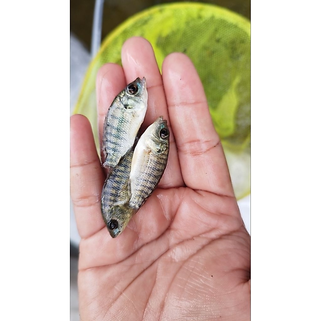 Bibit Ikan Nila Hitam kekar 4-5-6 cm