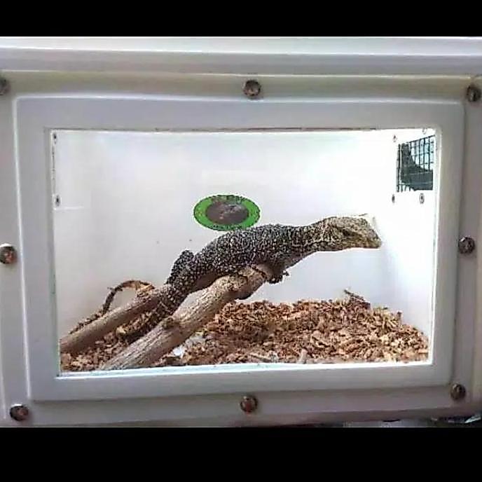 Kandang Reptil kadal Ular kecil