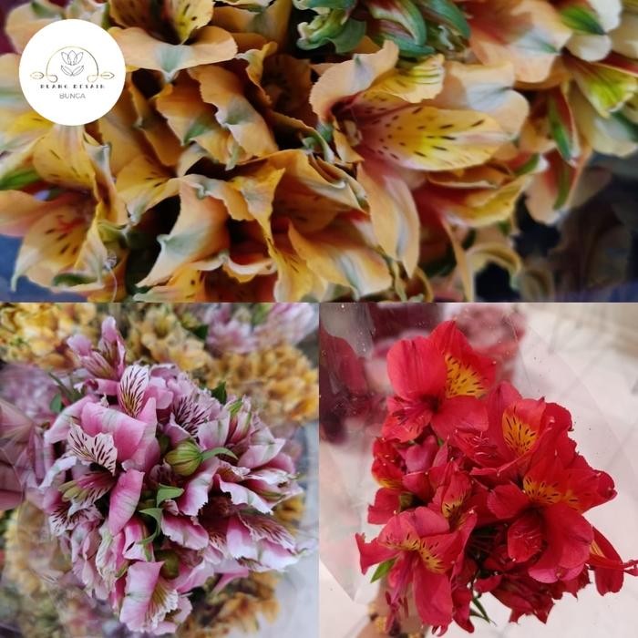 Bunga Elegan Astromeria Bunga Potong Import Fresh - Cocok untuk Variasi Buket & Buket Bunga Import -