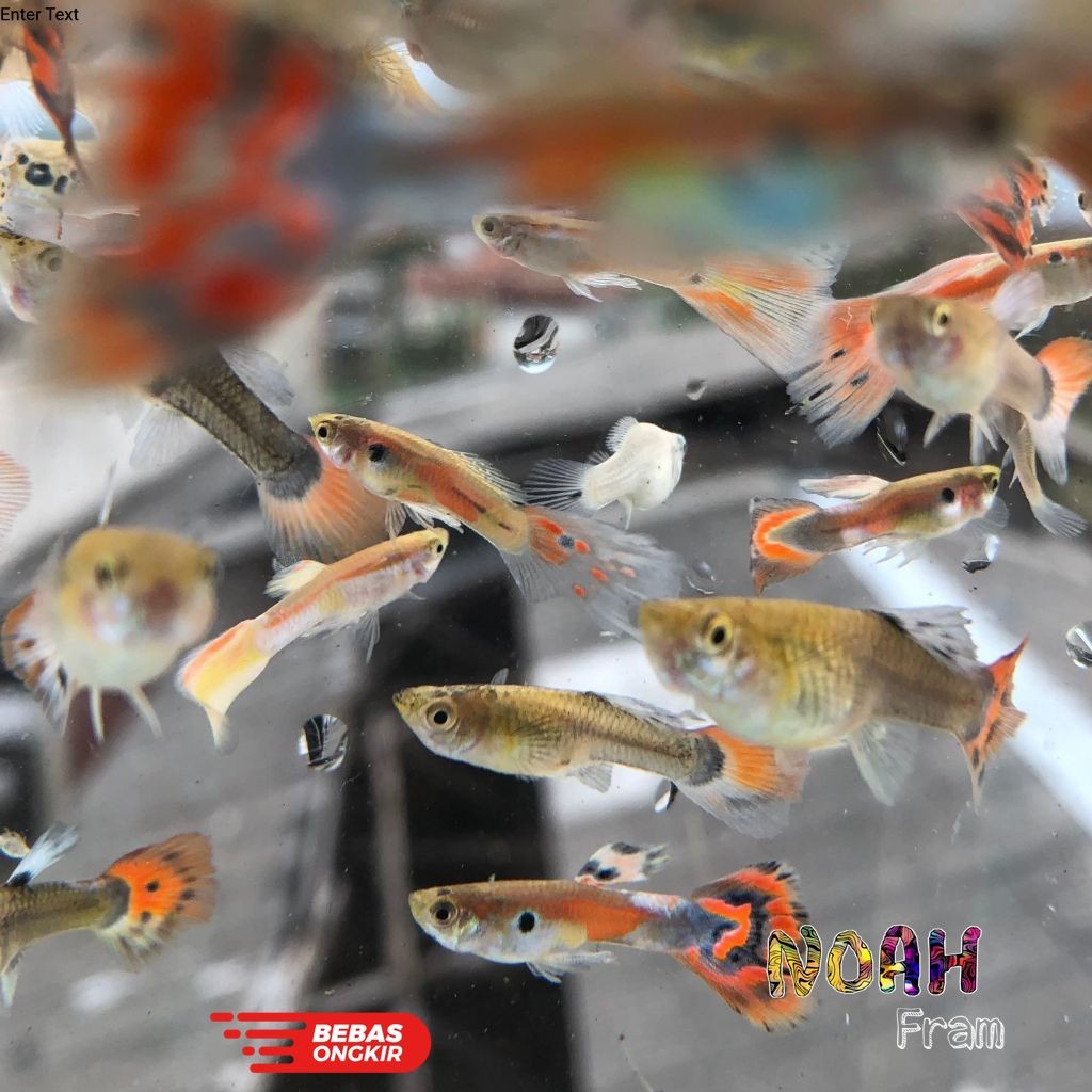 Isi aquarium Guppy Cendol Random Campuran | Hiasan Aquarium | cobra dragon | Ikan Cantik & macoo