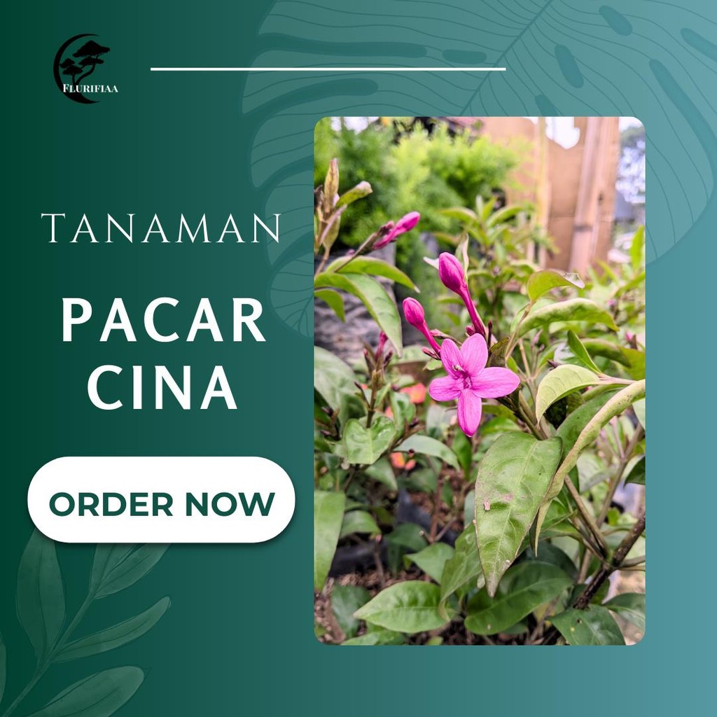 Tanaman Pacar cina - Tanaman Pacar Cina – Harum & Elegan