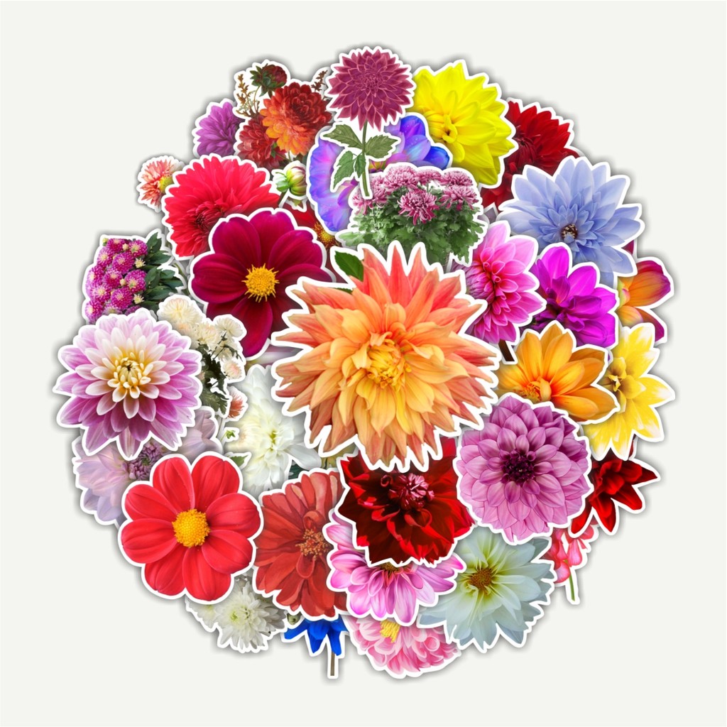

Sticker Pack Stiker Bunga Dahlia Flowers Dekorasi Lucu Kreatif untuk Notebook, Skateboard, HP