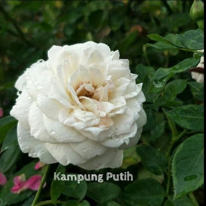 MAWAR KAMPUNG PUTIH WANGI - Tanaman Hidup Bunga Hias Mawar Berbunga