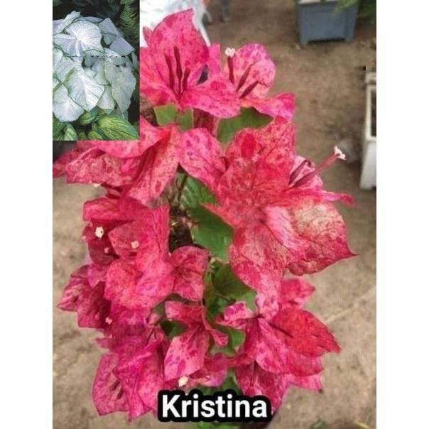 tanaman hias Bougenville bunga Kristina sakura bunga kertas