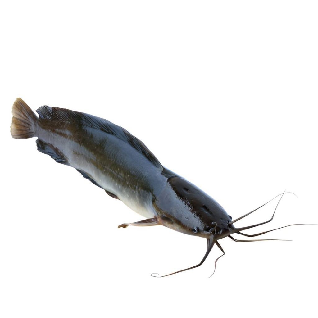 

Ikan LELE BERSIH LELE POTONG KEPALA 500-600G