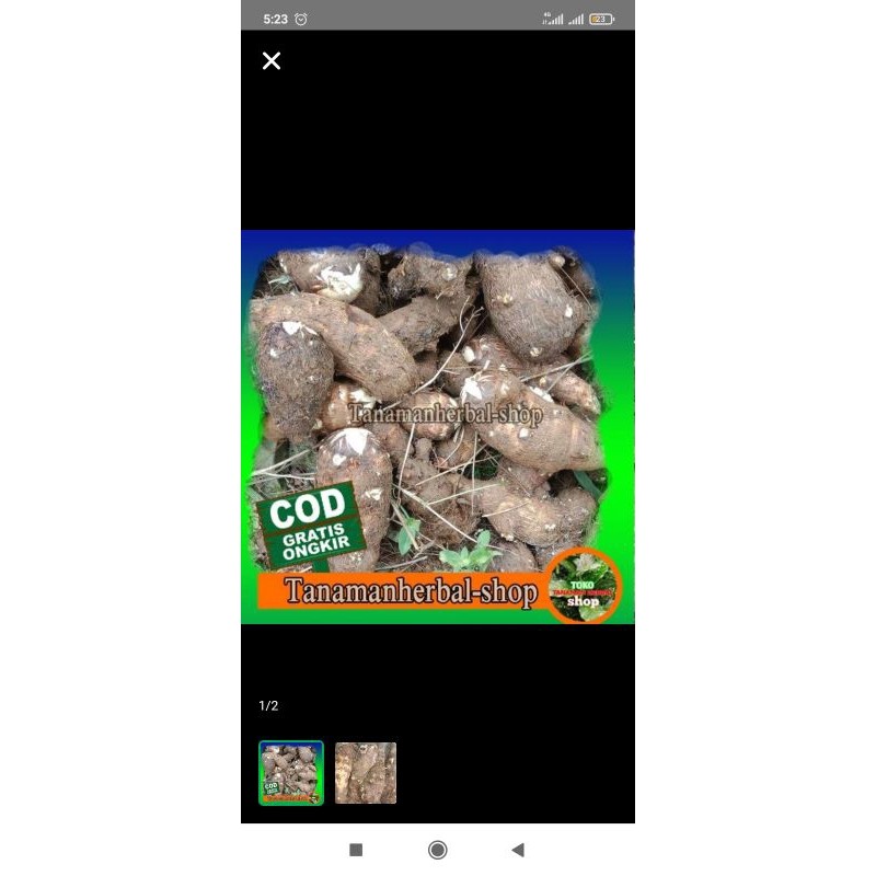 BiBit TALAS UNGU/ LOMPONG