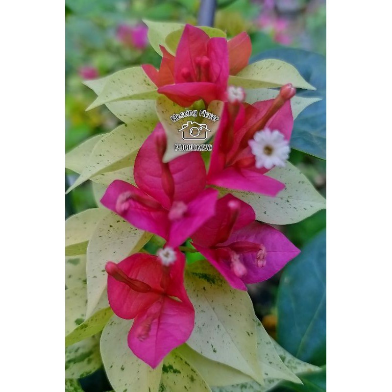 Bougenville Jawel Singapur (bibit)