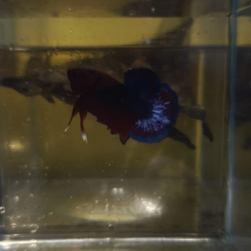 Hiasan Cupang Bahanan Hellboy Kualitas Top Grade