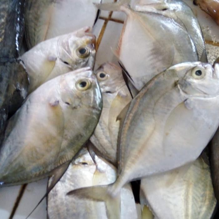 Ikan Kuwe 1 kg