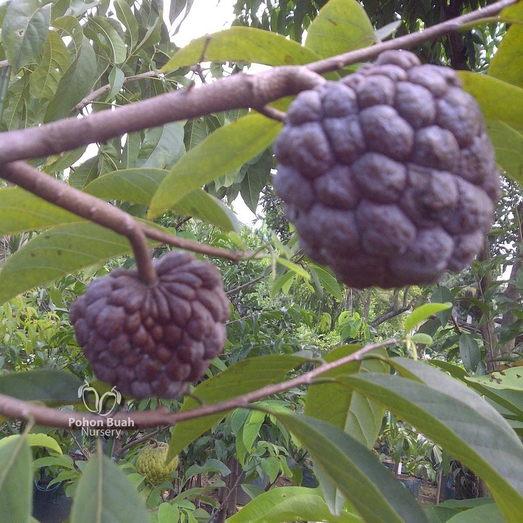 BUAH SRIKAYA MERAH SEGAR 1 KG