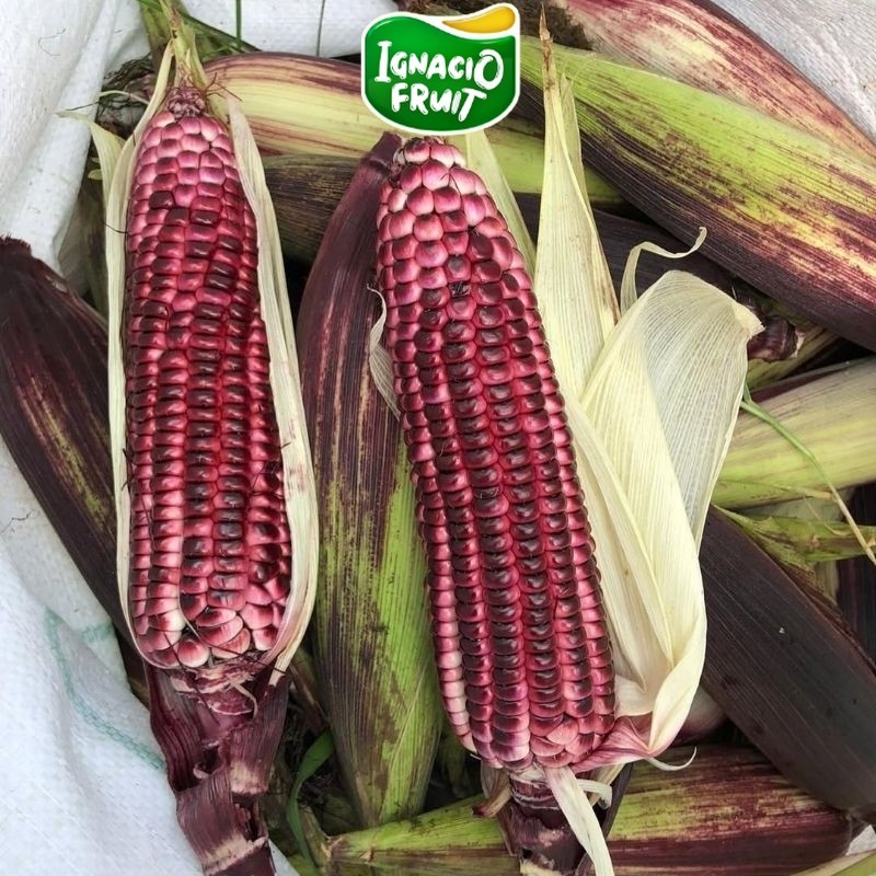 [INSTAN] Jagung Ungu Manise | Jagung Purple | Corn Purple Sweet | Segar Manis Ignacio Box