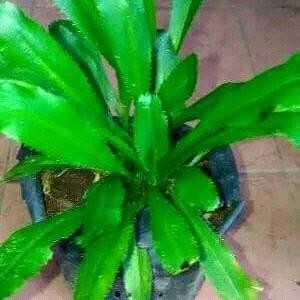 bibit tanaman daun walang sangit-pohon daun walang sangit