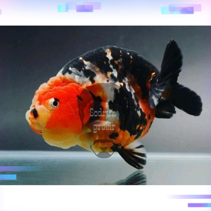 Hiasan aquarium Ikan Hias Mas Koki Rancu Calico Sapi Grade A High Quality